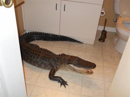 Двухметровый аллигатор заполз в гости [8 фото]