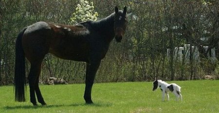 Самая маленькая лошадка в мире [10 фото]