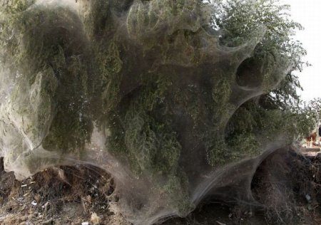 Нашествие пауков в Пакистане [8 фото]