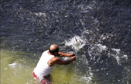 Скопления рыбы у берегов Акапулько [4 фото]