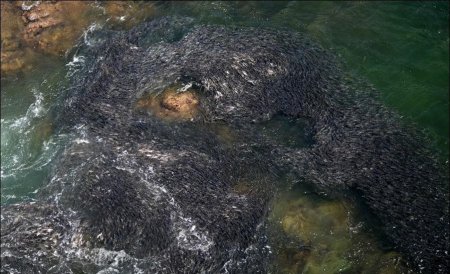 Скопления рыбы у берегов Акапулько [4 фото]