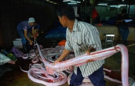 Цех по разделке змей в Китае [6 фото]