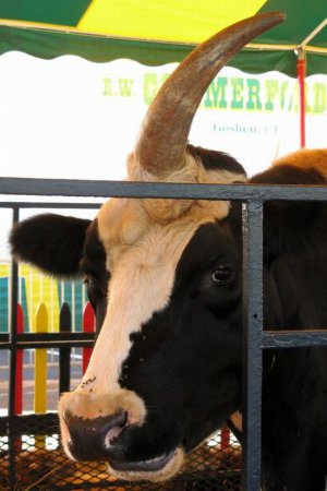 Корова с одним рогом [5 фото]