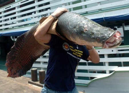 Огромная пресноводная рыба [4 фото]