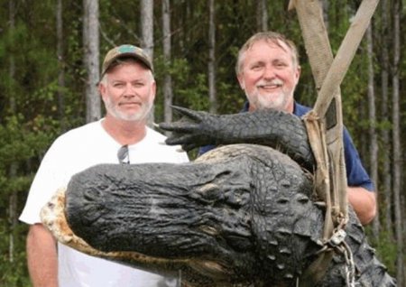 Огромный аллигатор из Флориды [10 фото]