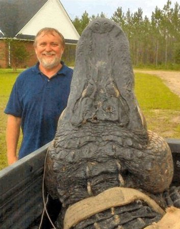 Огромный аллигатор из Флориды [10 фото]