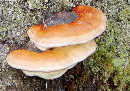 Самый большой гриб нашли в Китае